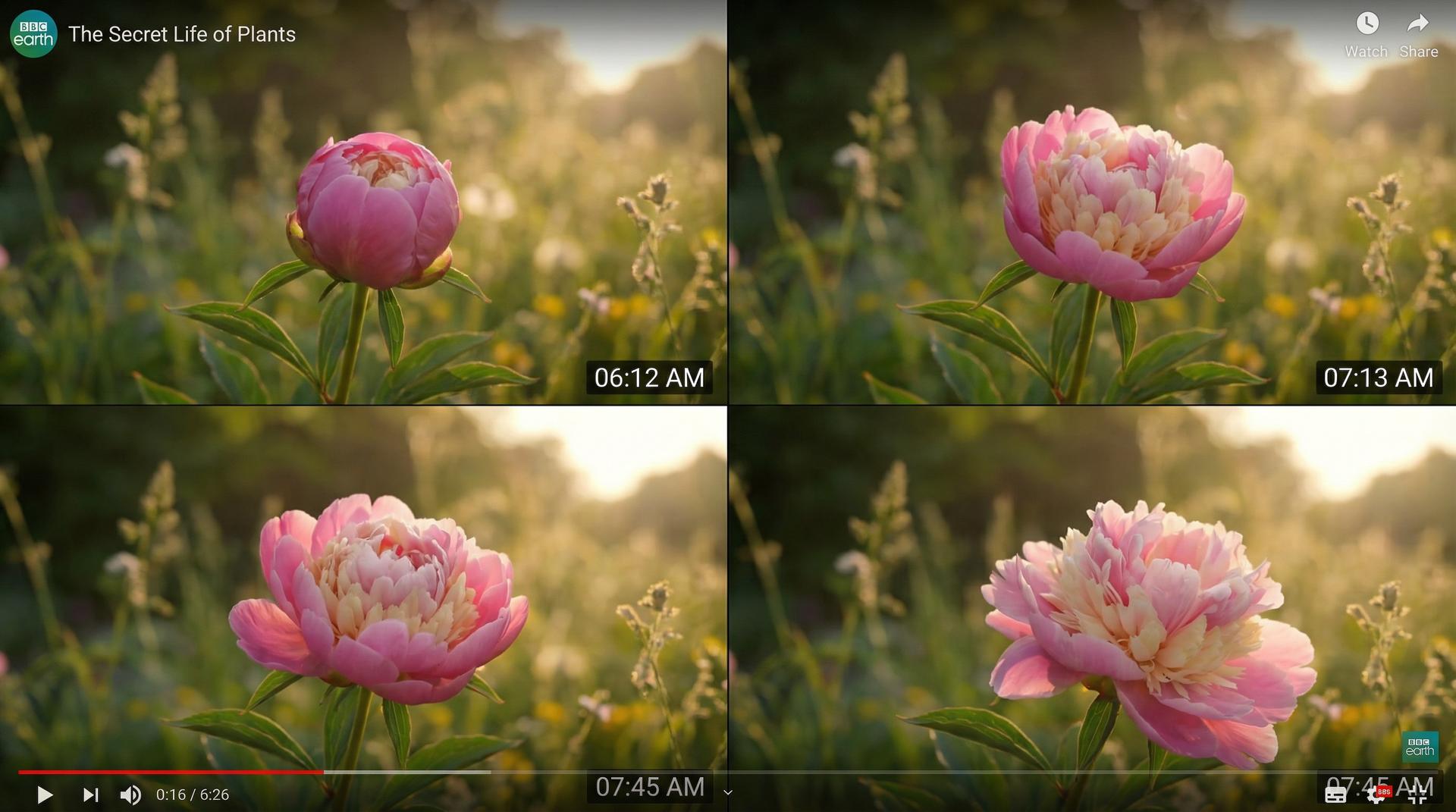 蜜桃传媒植物视频